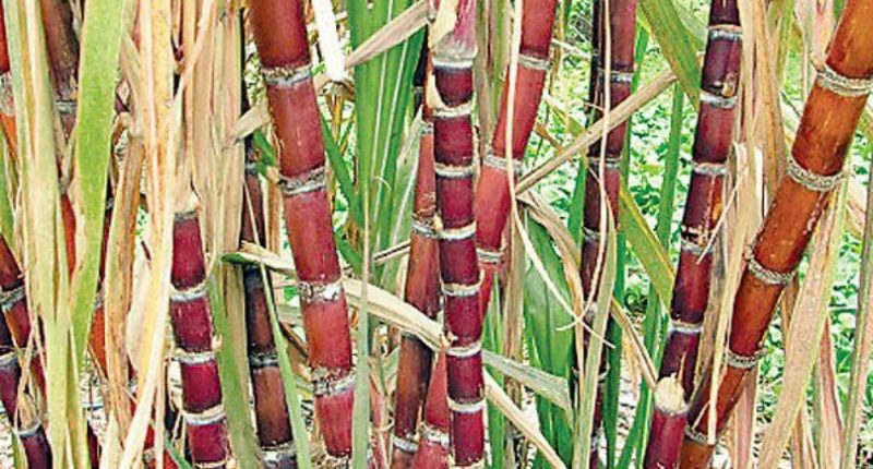 New Buyer for Fiji’s Sugar Farmers – EMTV Online