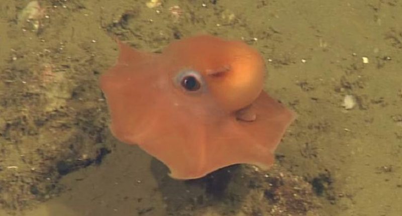 Opisthoteuthis Adorabilis: Scientists Discover New Octopus – EMTV Online