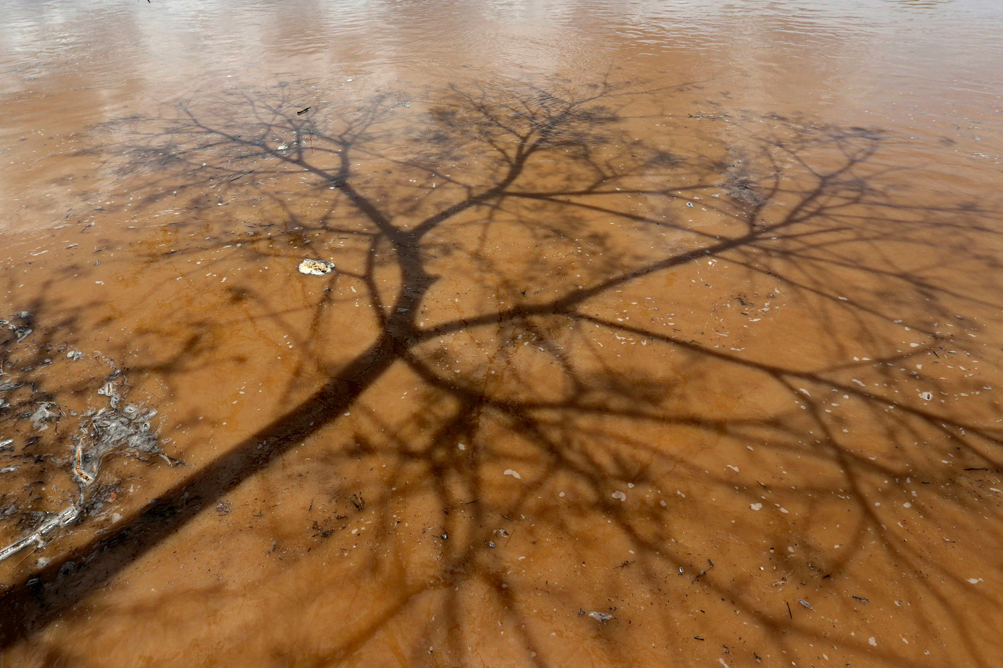 Shadow of a tree is reflected on water in Pianco, Paraiba state, Brazil, February 12, 2017. REUTERS/Ueslei Marcelino