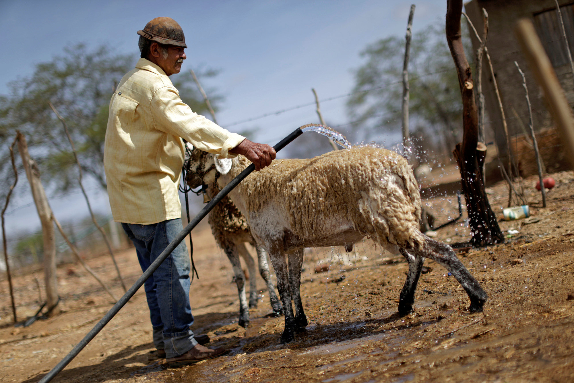 Heleno Campos Ferreira, 65, sprays water on sheep after fetching it from a well on a farm in Pocoes municipality in Monteiro, Paraiba state, Brazil, February 13, 2017. REUTERS/Ueslei Marcelino