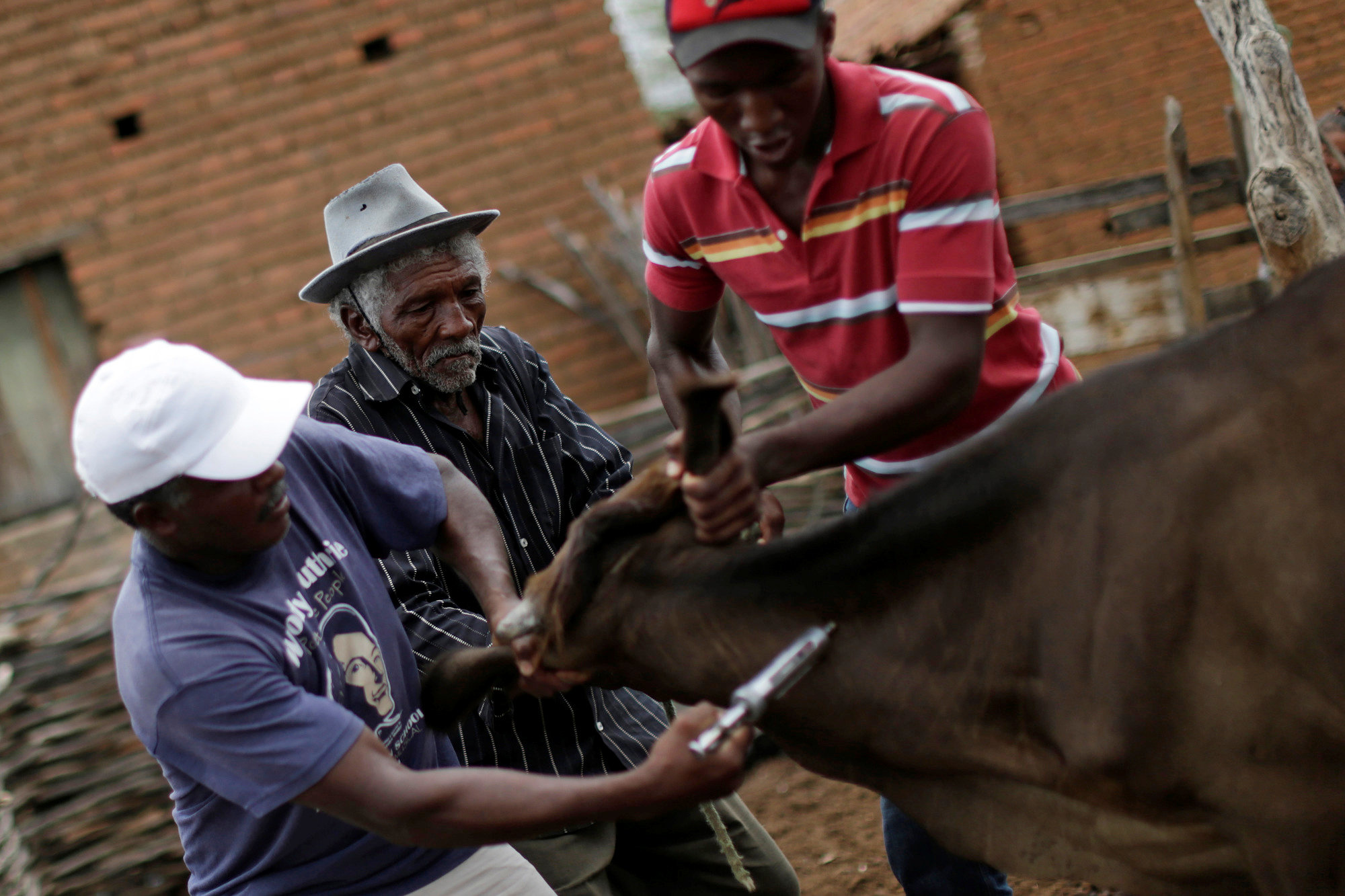 Francisco Barbosa Cruz (C), 82, and his grandson (R) vaccinate a cow in Pombal, Paraiba state, Brazil, February 11, 2017. REUTERS/Ueslei Marcelino