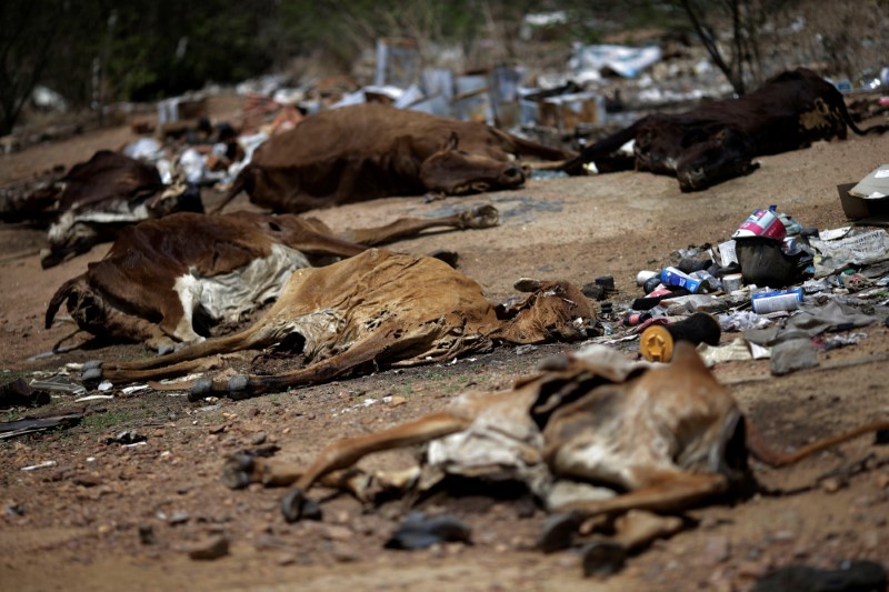 Carcasses of cows lie along a road in Pianco, Paraiba state, Brazil, February 12, 2017. REUTERS/Ueslei Marcelino