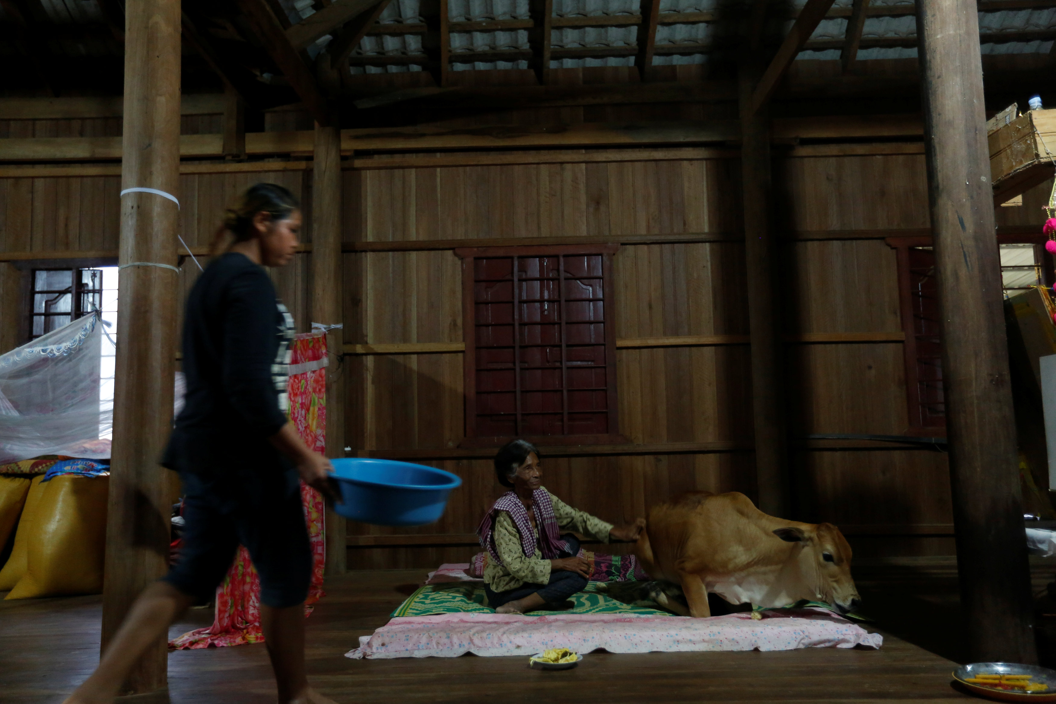 Khim Hang, 74, sits in her bedroom with a cow which she believes is her reborn husband in Kratie province, Cambodia, July 18, 2017. REUTERS/Samrang Pring