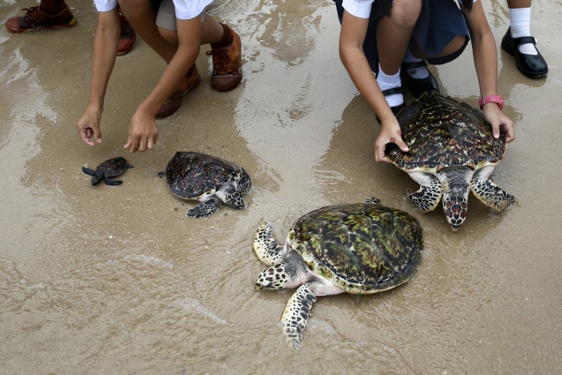 Well-wishers release sea turtles at the Sea Turtle Conservation Center as part of the celebrations for the upcoming 65th birthday of Thai King Maha Vajiralongkorn Bodindradebayavarangkun, in Sattahip district, Chonburi province, Thailand, July 26, 2017. REUTERS/Athit Perawongmetha