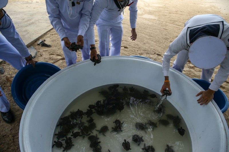 Thai navy prepare sea turtles before releasing them to the sea at the Sea Turtle Conservation Center as part of the celebrations for the upcoming 65th birthday of Thai King Maha Vajiralongkorn Bodindradebayavarangkun, in Sattahip district, Chonburi province, Thailand, July 26, 2017. REUTERS/Athit Perawongmetha