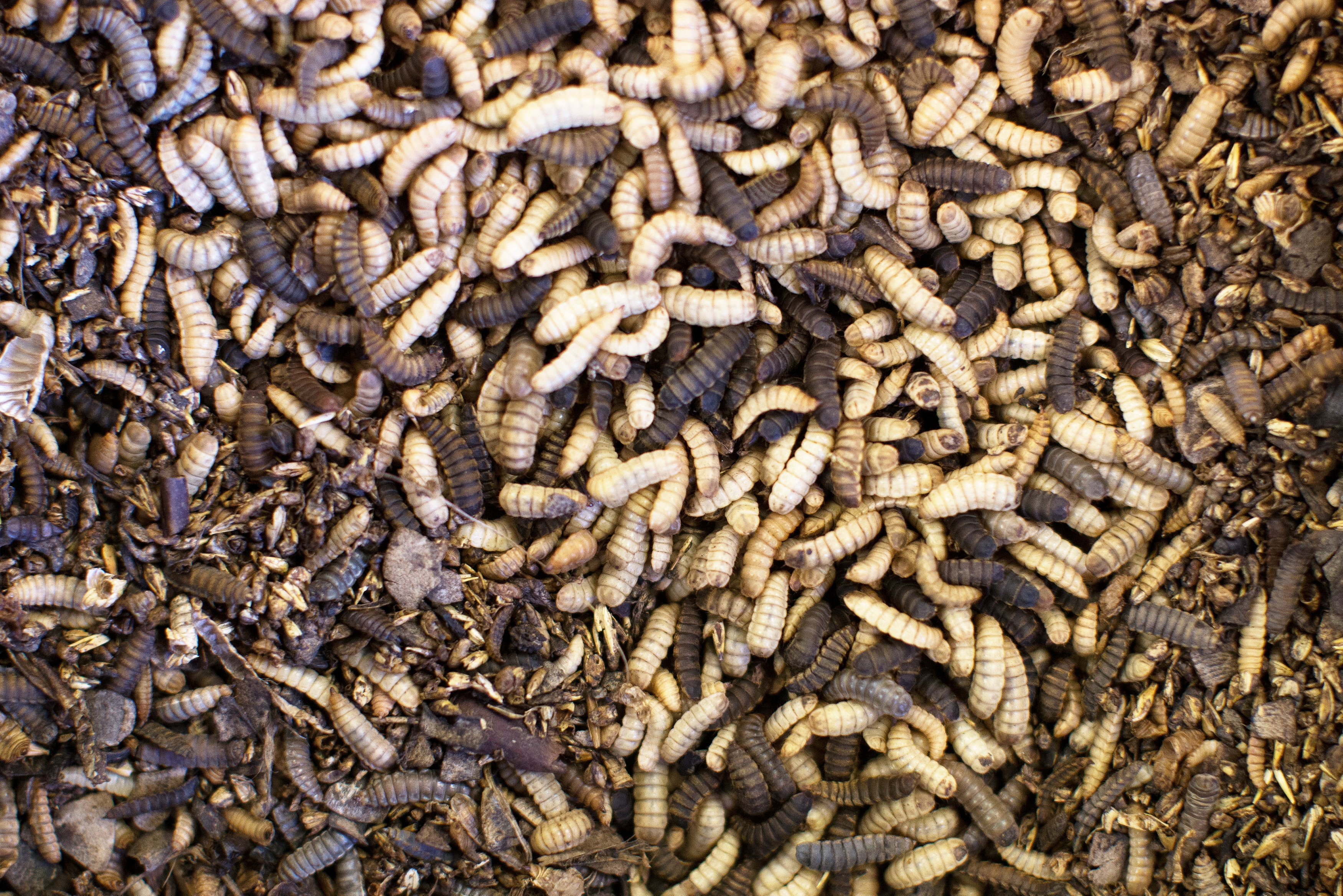 Black soldier fly larvae at the Enterra Feed Corporation in Langley, British Columbia, Canada, March 14, 2018.  Picture taken March 14, 2018.  REUTERS/Ben Nelms