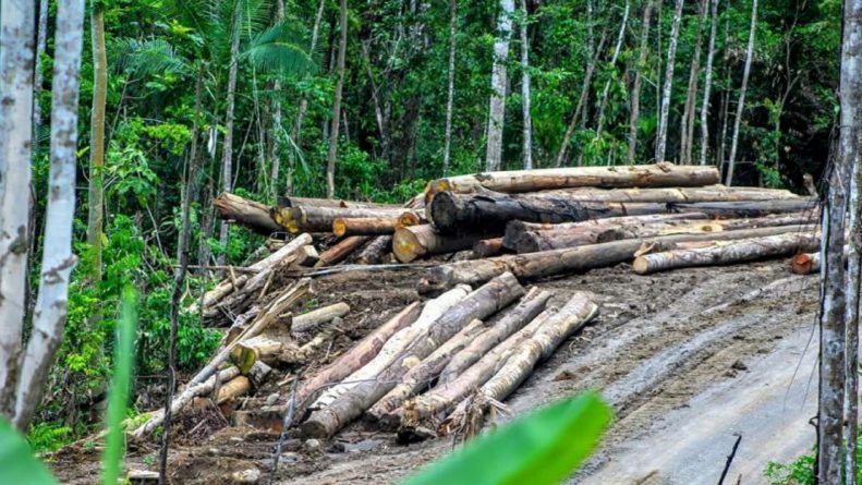 Collingwood Bay Landowners Won Court Battle Over Logging Company – EMTV ...