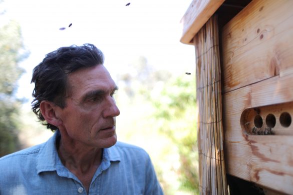 Bee preservationist Michael J. Thiele, 54, looks at a bee nest habitat in Sebastopol, California, September 6, 2019. Thiele estimates that he has "midwifed" billions of bees by building traditional nest habitats that attract bees from within the local watershed through swarming, which increases the bee population exponentially.REUTERS/Lucy Nicholson