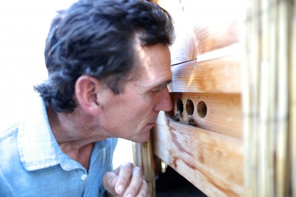 Bee preservationist Michael J. Thiele, 54, smells bees in a nest habitat in Sebastopol, California, September 6, 2019. Thiele estimates that he has "midwifed" billions of bees by building traditional nest habitats that attract bees from within the local watershed through swarming, which increases the bee population exponentially.  REUTERS/Lucy Nicholson