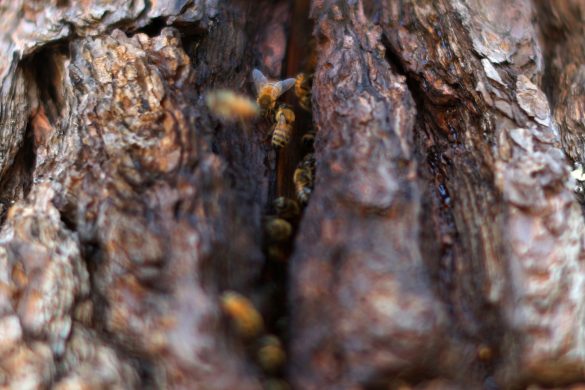 Bees enter a nest habitat in Sebastopol, California, September 6, 2019. Bee preservationist Michael J. Thiele, 54, estimates that he has "midwifed" billions of bees by building traditional nest habitats that attract bees from within the local watershed through swarming, which increases the bee population exponentially. REUTERS/Lucy Nicholson