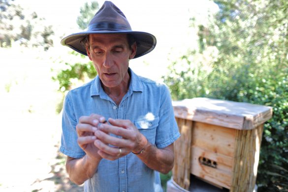Bee preservationist Michael J. Thiele, 54, holds a bee near a nest habitat in Sebastopol, California, September 6, 2019. Thiele estimates that he has "midwifed" billions of bees by building traditional nest habitats that attract bees from within the local watershed through swarming, which increases the bee population exponentially.  REUTERS/Lucy Nicholson