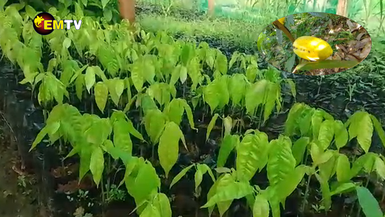 PARTNERSHIP IMPROVES COCOA PRODUCTION IN MUMENG