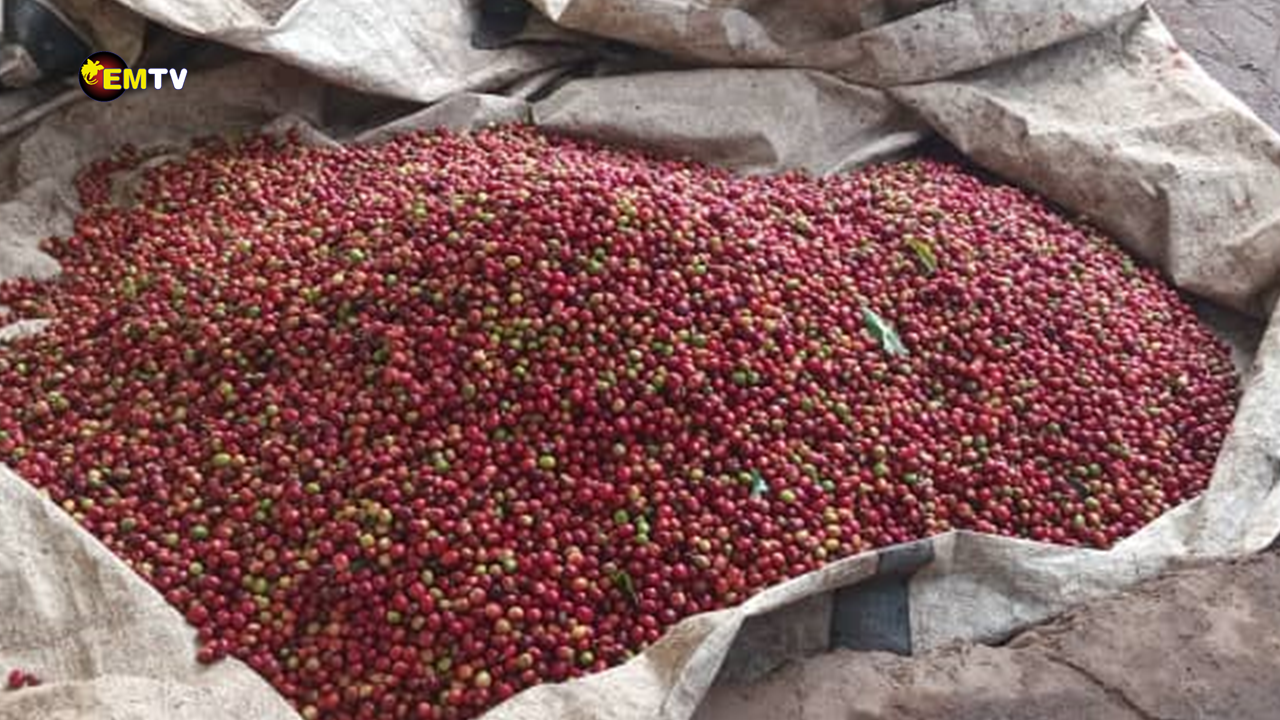 SOCIETY HARVEST FIRST COFFEE IN WABAG AFTER THREE YEARS